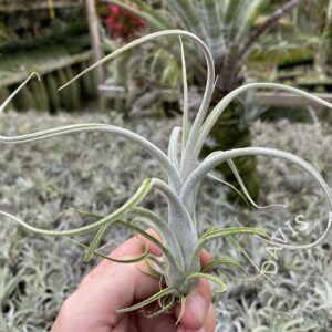 Tillandsia ehlersiana x intermedia