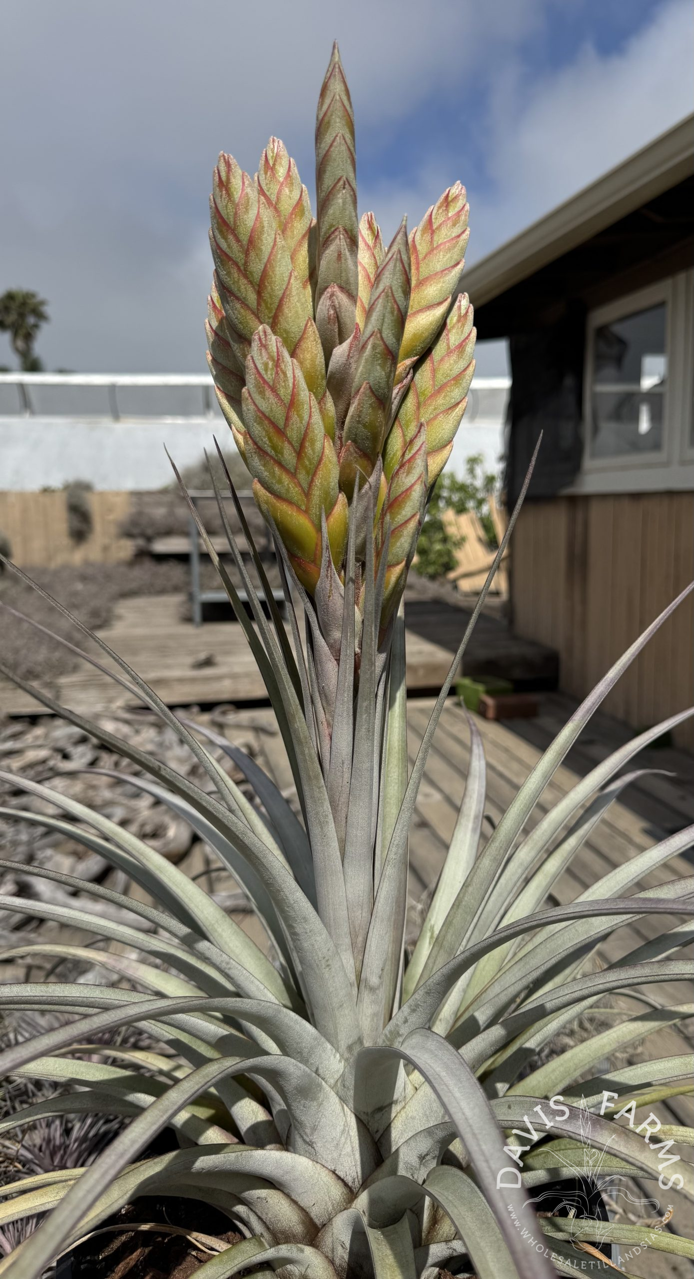Tillandsia Silver King (zacapanensis x jalisco-monticola)