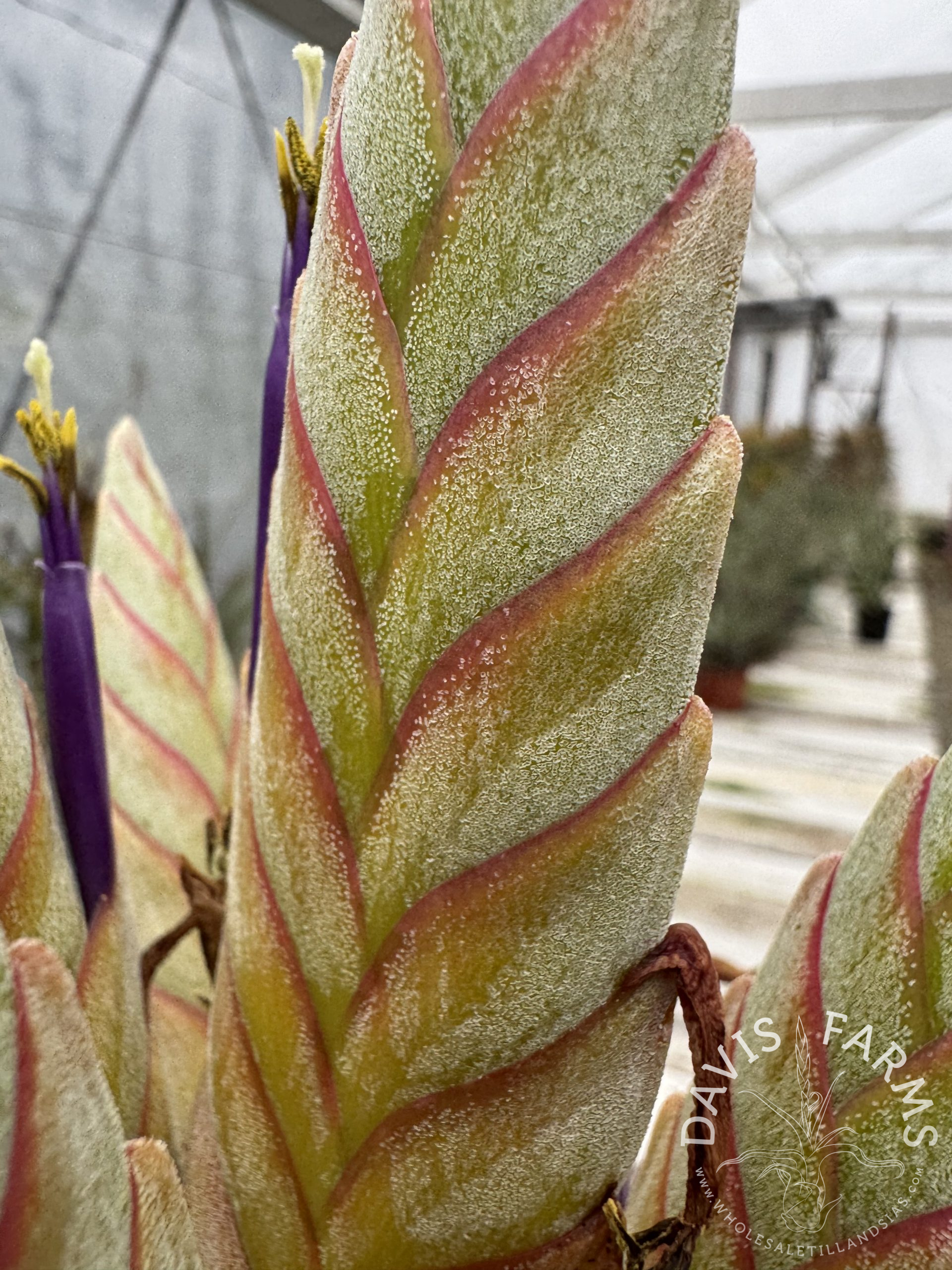 Tillandsia Silver King (zacapanensis x jalisco-monticola)