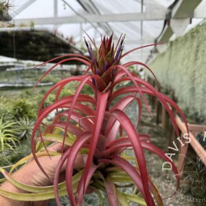TILLANDSIA ‘First in Class’ (T. rothii x capitata coral red)