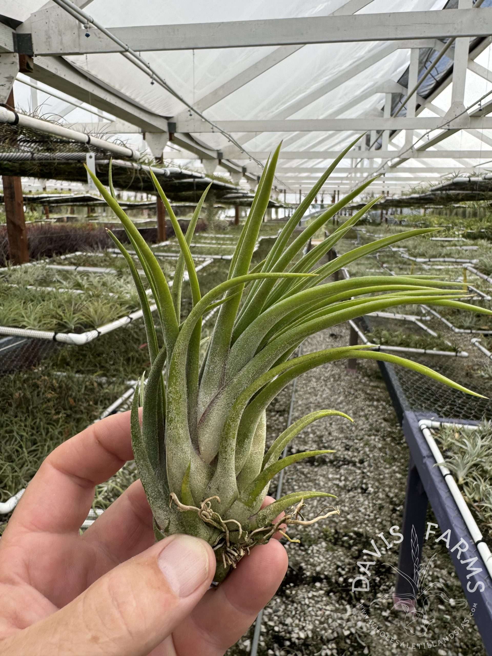 Tillandsia victoriana (T. ionantha x brachycaulos) (T.I. Clone)