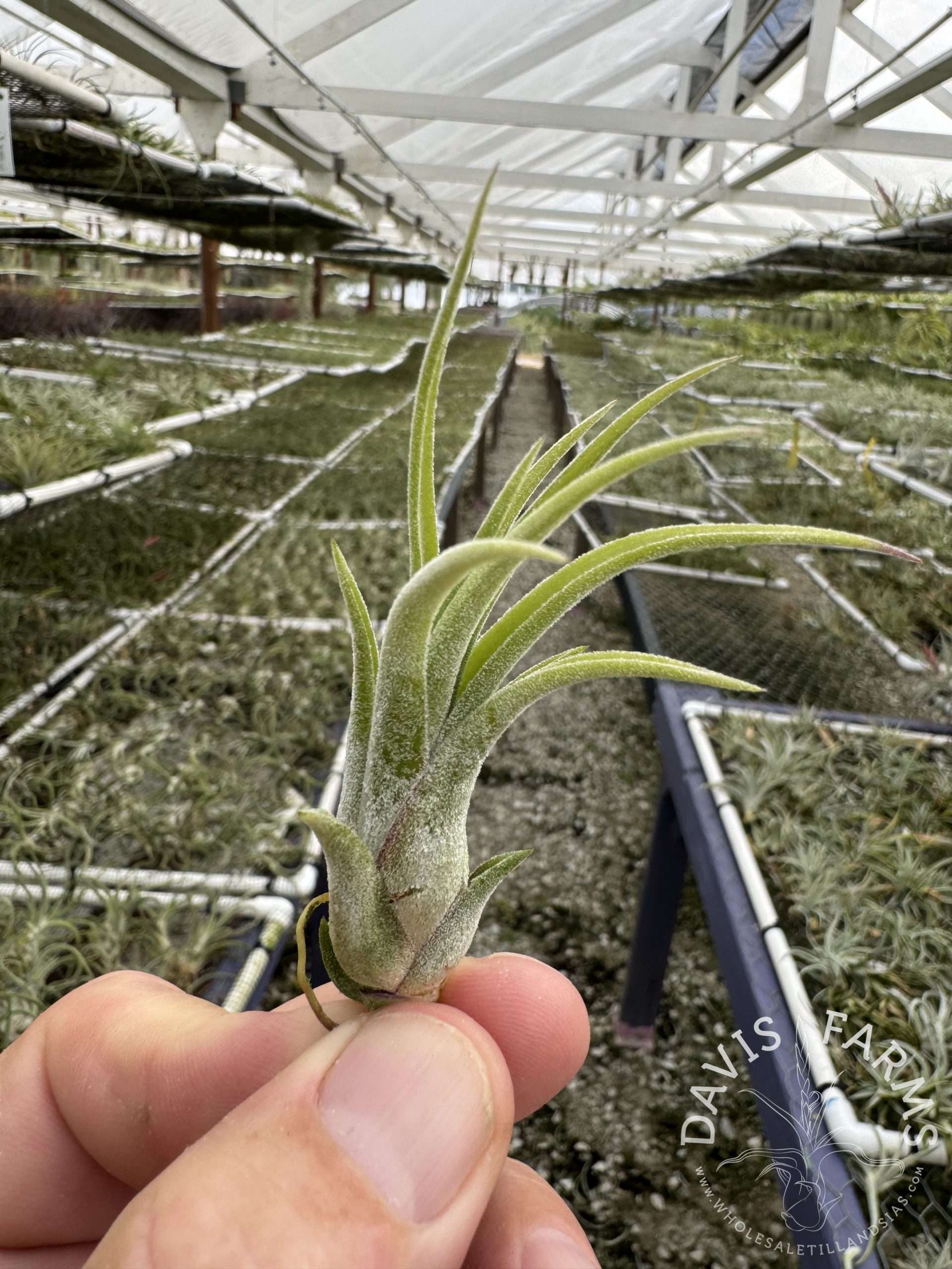 Tillandsia victoriana (T. ionantha x brachycaulos) (T.I. Clone)