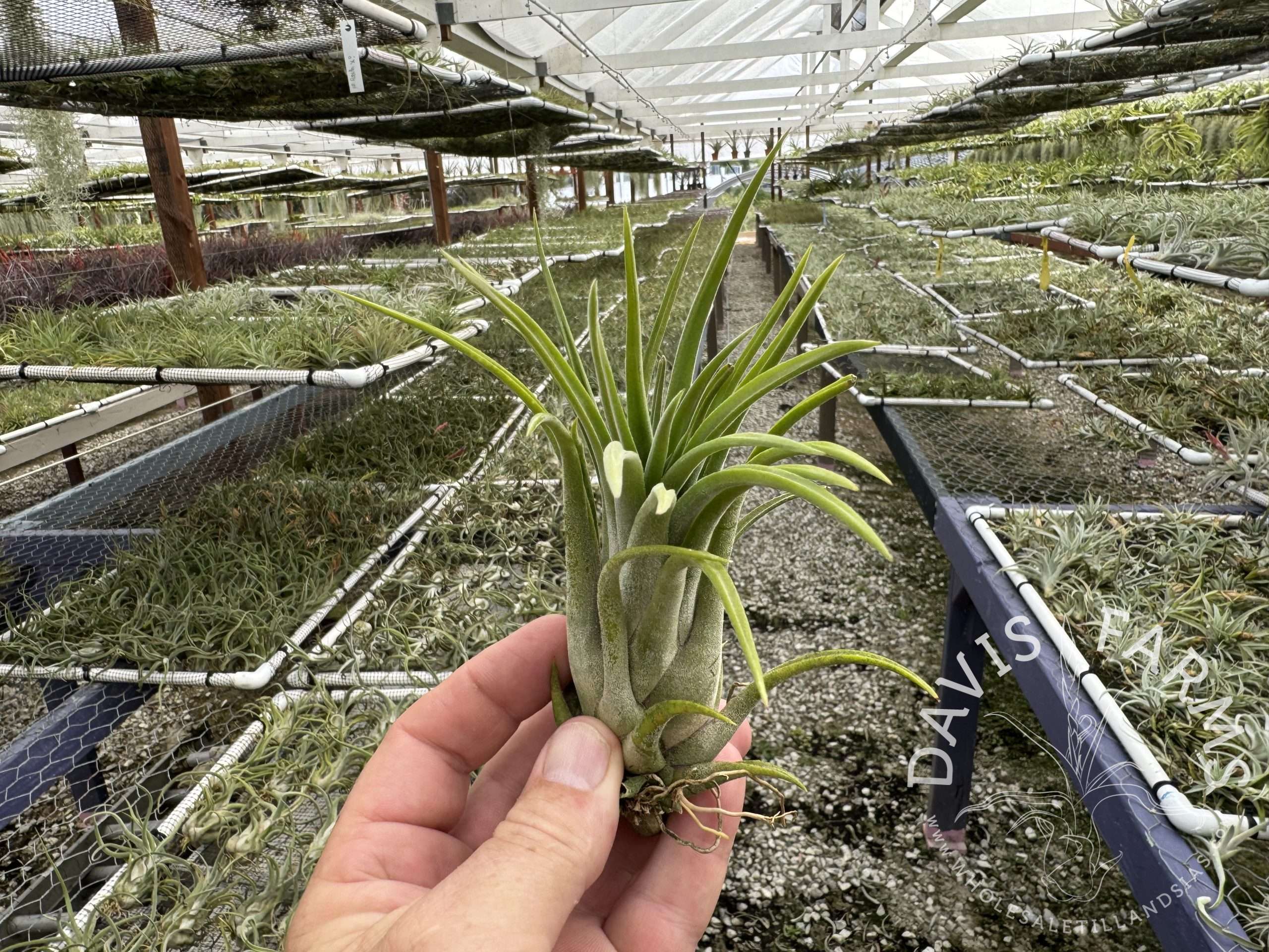 Tillandsia victoriana (T. ionantha x brachycaulos) (T.I. Clone)