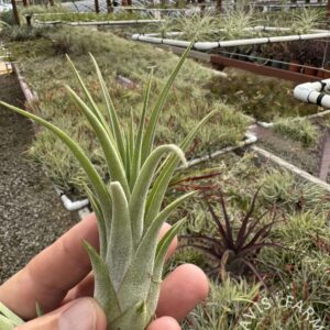 Tillandsia victoriana (T. ionantha x brachycaulos) (T.I. Clone)