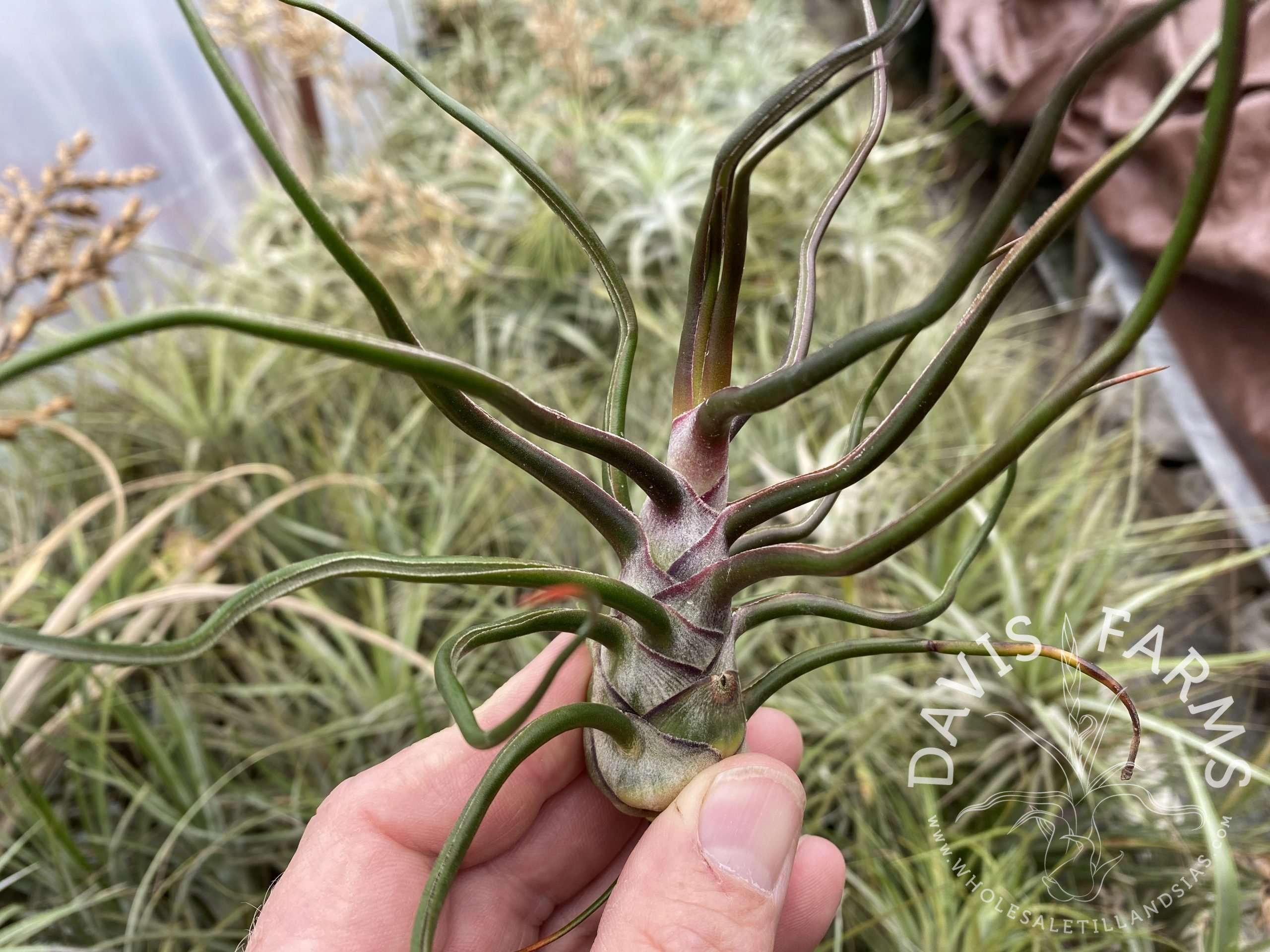 Tillandsia bulbosa
