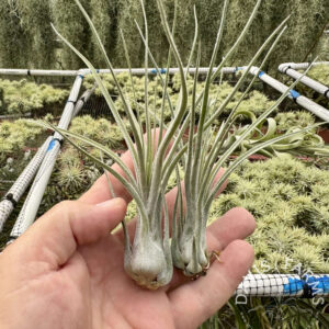 Tillandsia disticha v. petrea