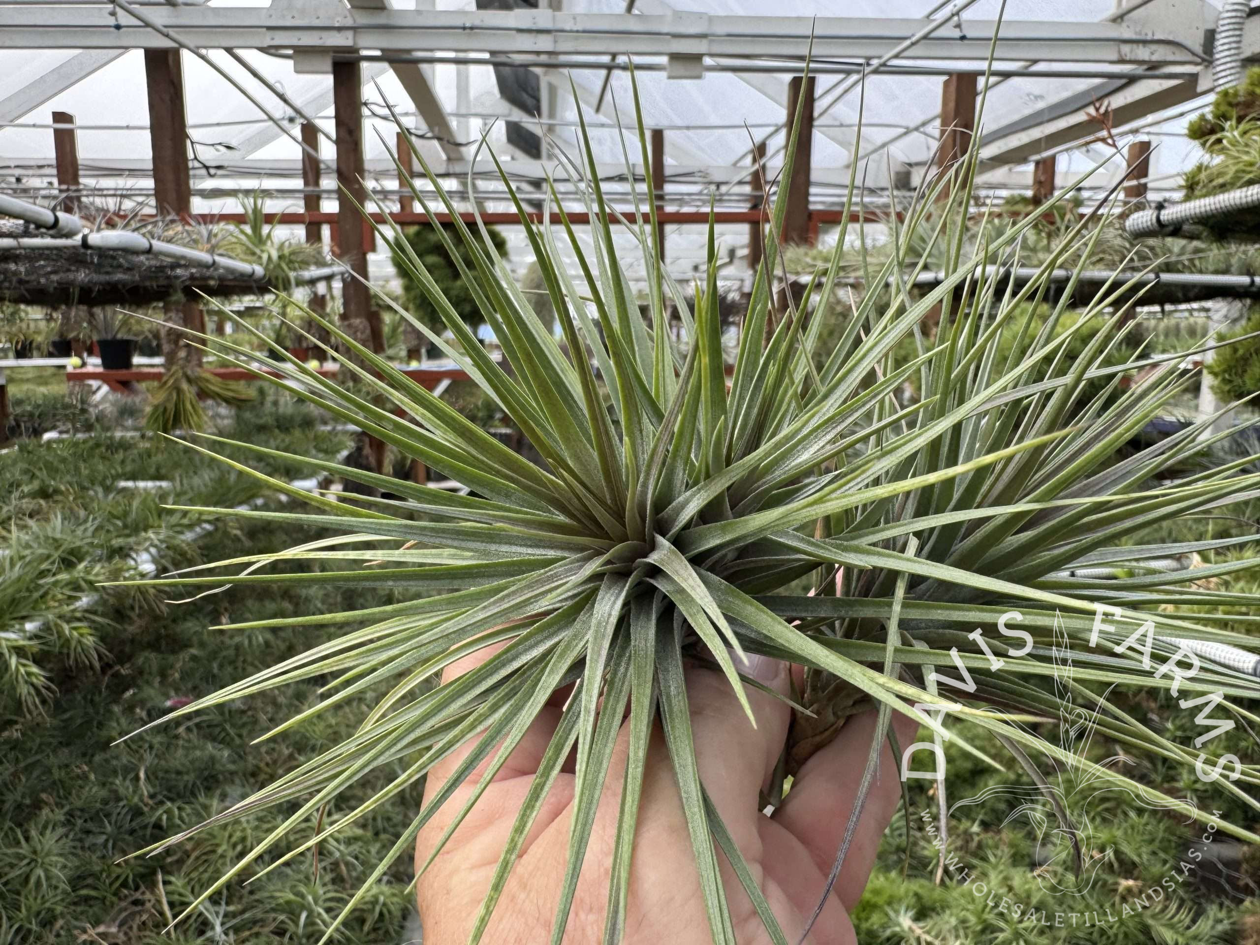 Tillandsia stricta 'Rio Negro'
