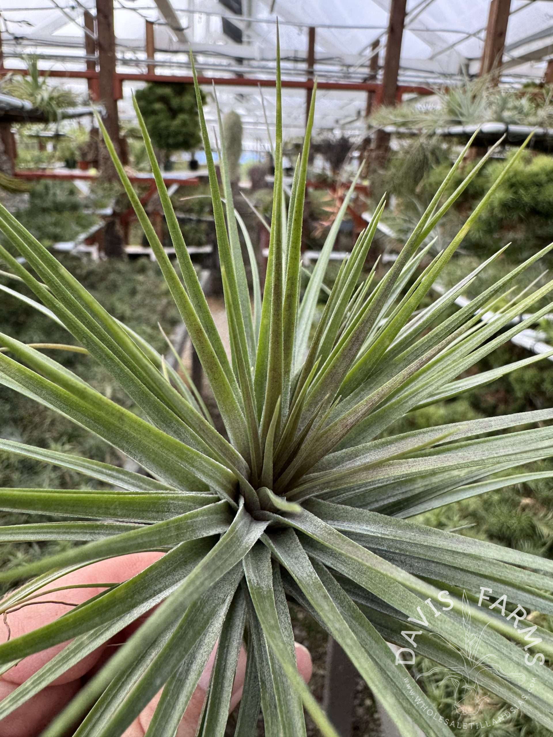 Tillandsia stricta 'Rio Negro'