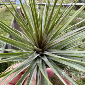 Tillandsia stricta 'Rio Negro'