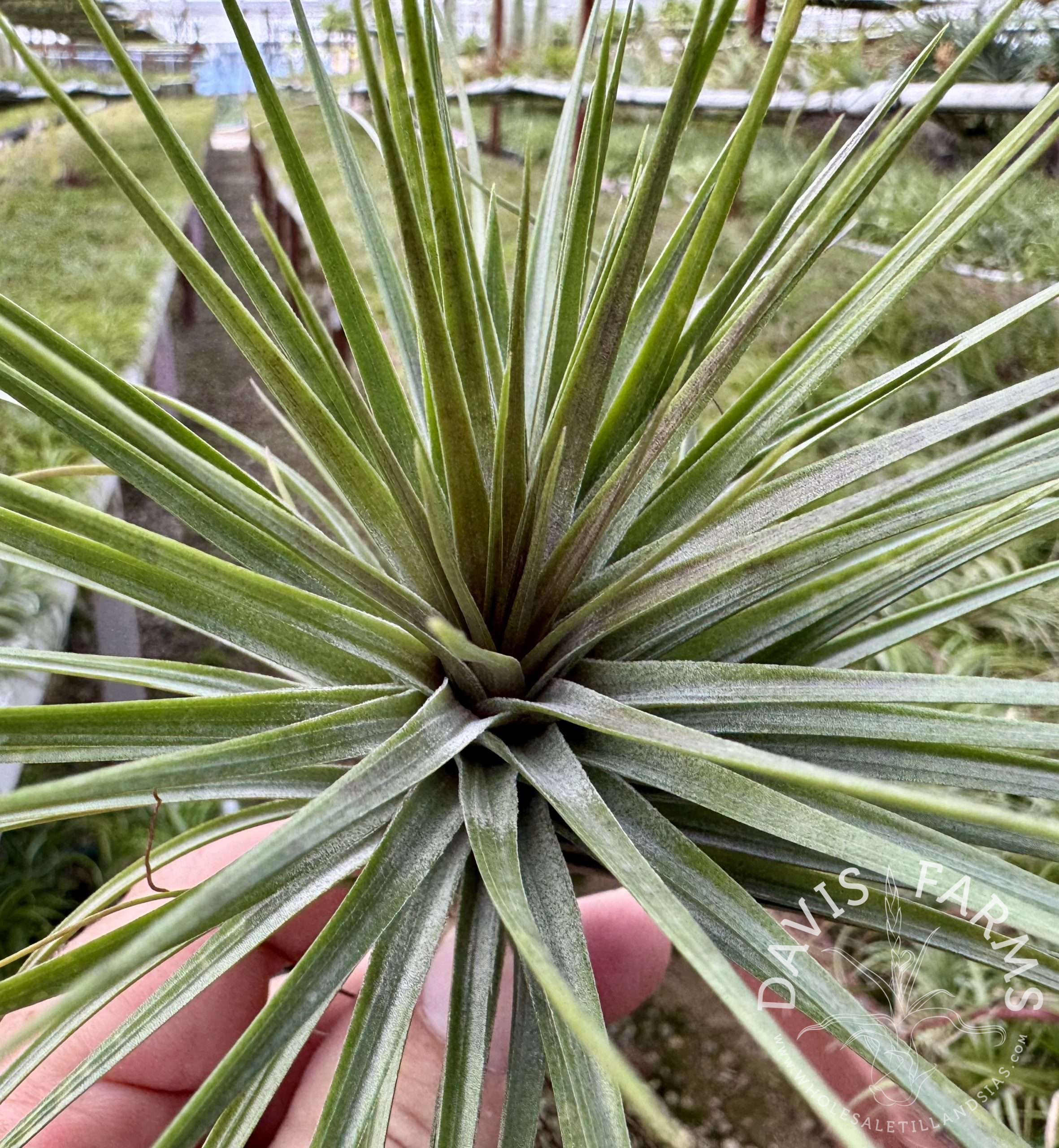 Tillandsia stricta 'Rio Negro'