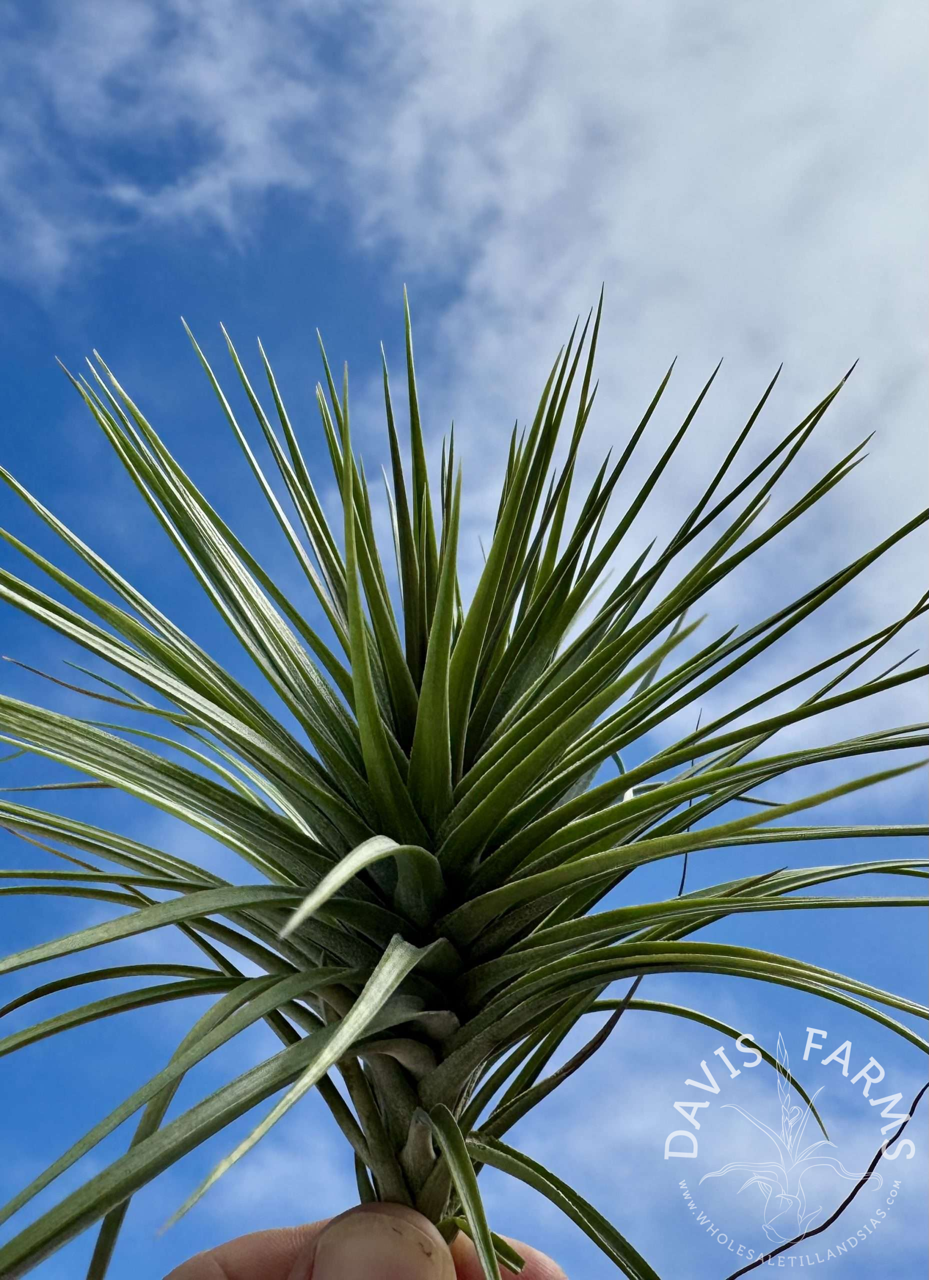 Tillandsia stricta 'Rio Negro'