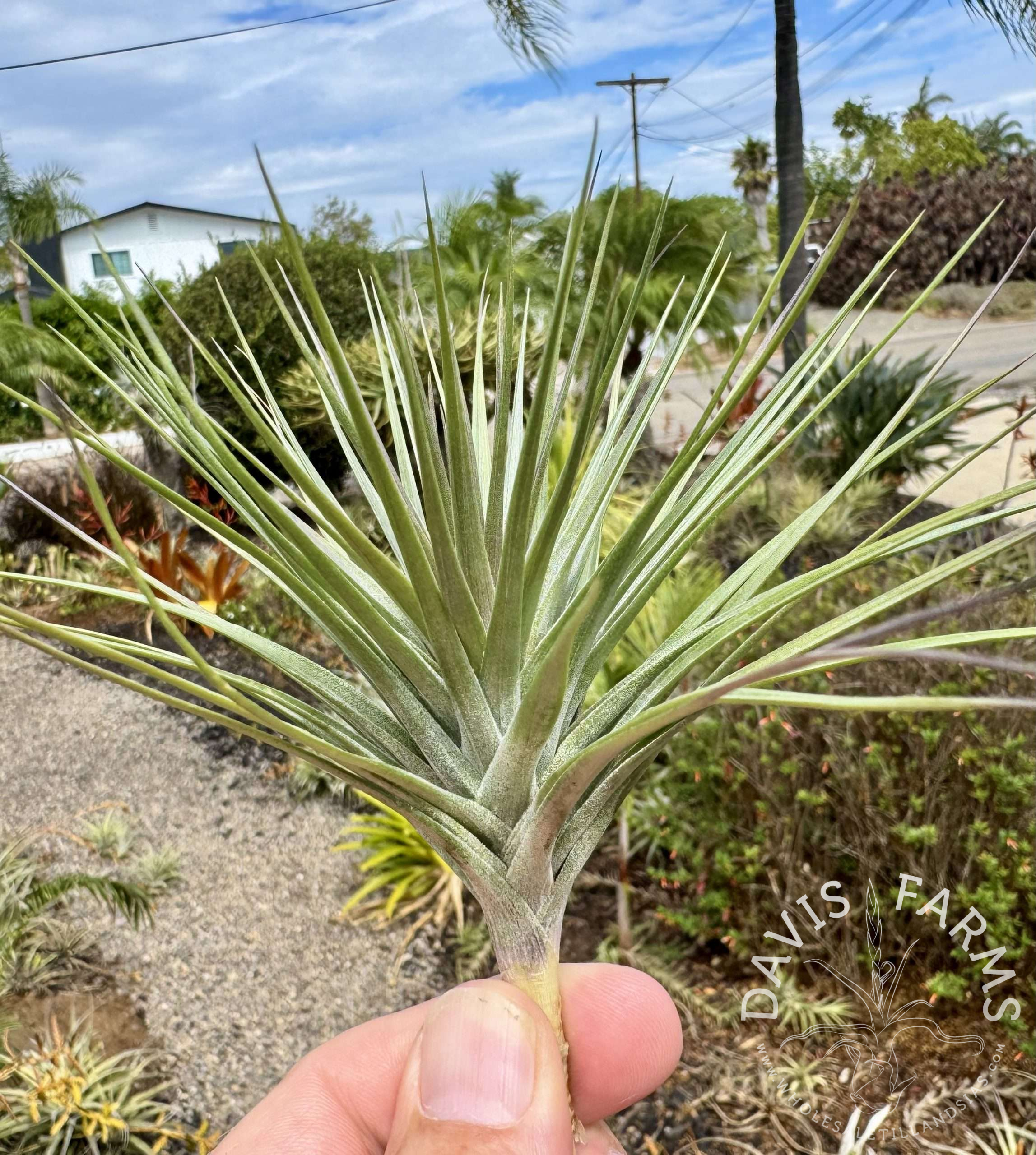 Tillandsia stricta 'Rio Negro'