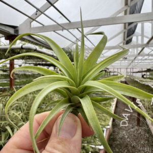 Tillandsia rothii seedling