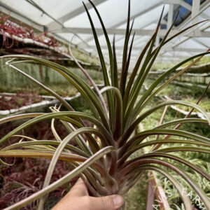 Tillandsia Mali Dofitas (T. caput-medusae x bulbosa)