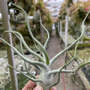 Tillandsia 'Ty' (ehlersiana x bulbosa Belize)