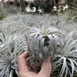 Tillandsia chapeuensis