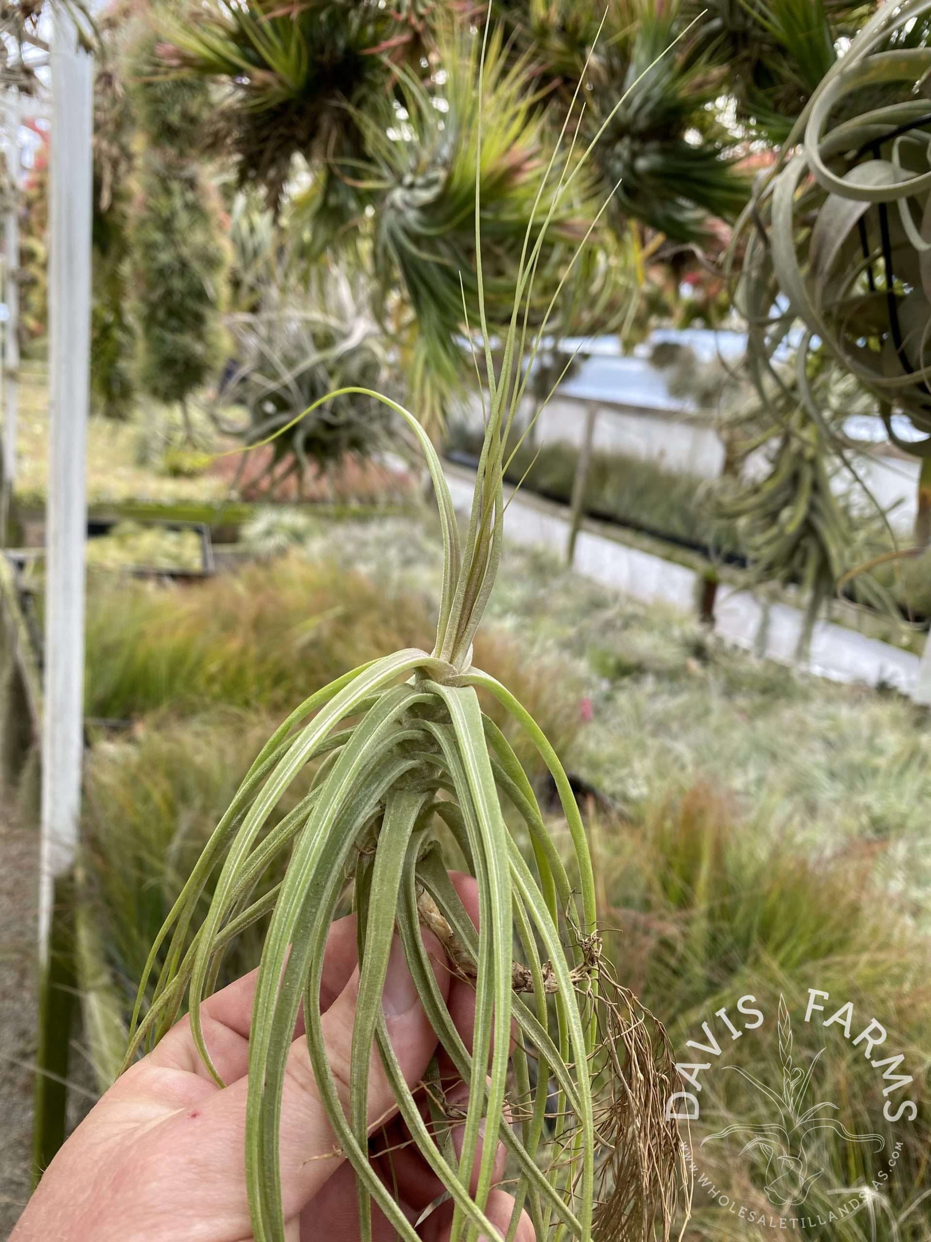 Tillandsia schiedeana white form XL