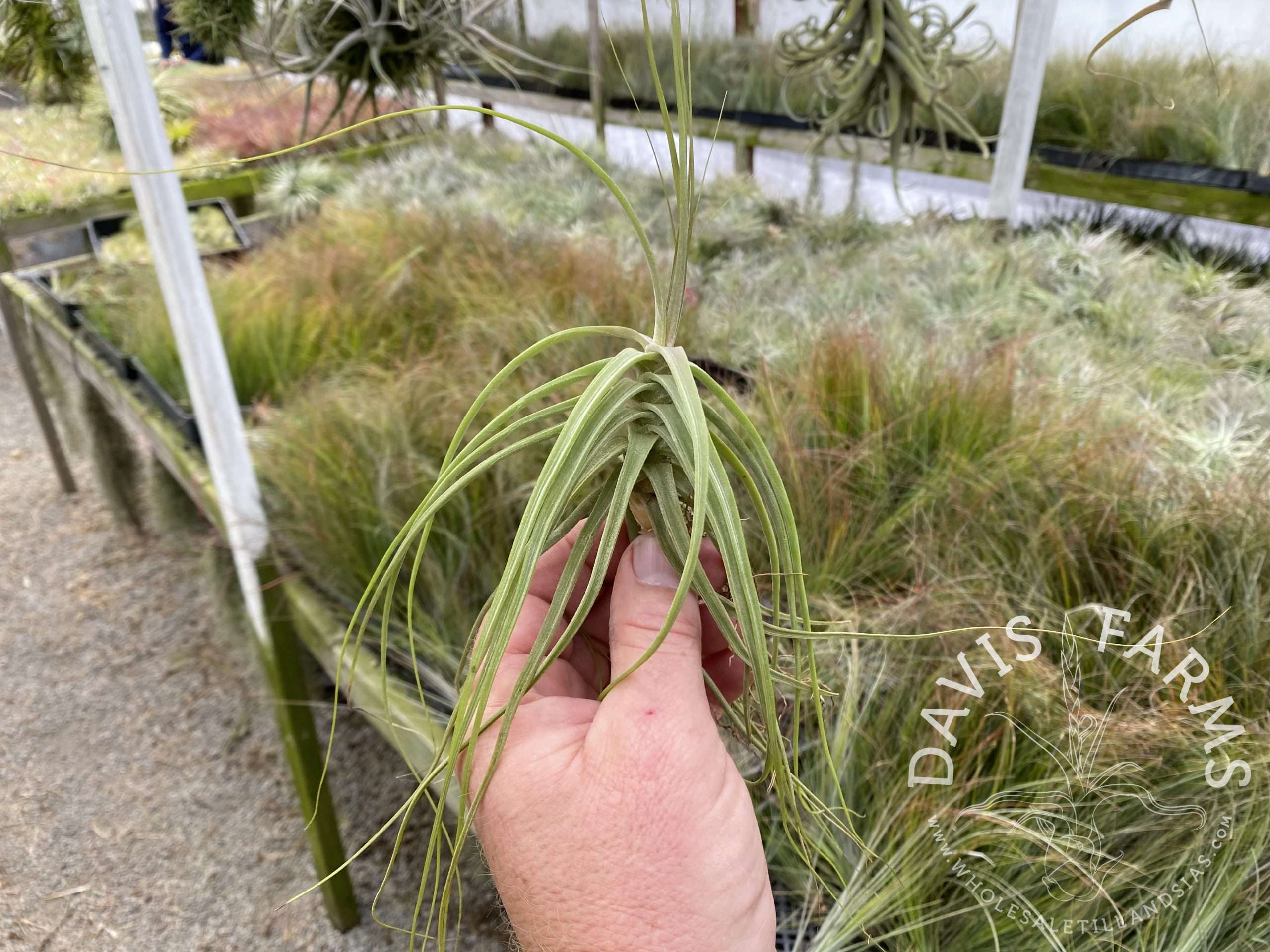 Tillandsia schiedeana white form XL
