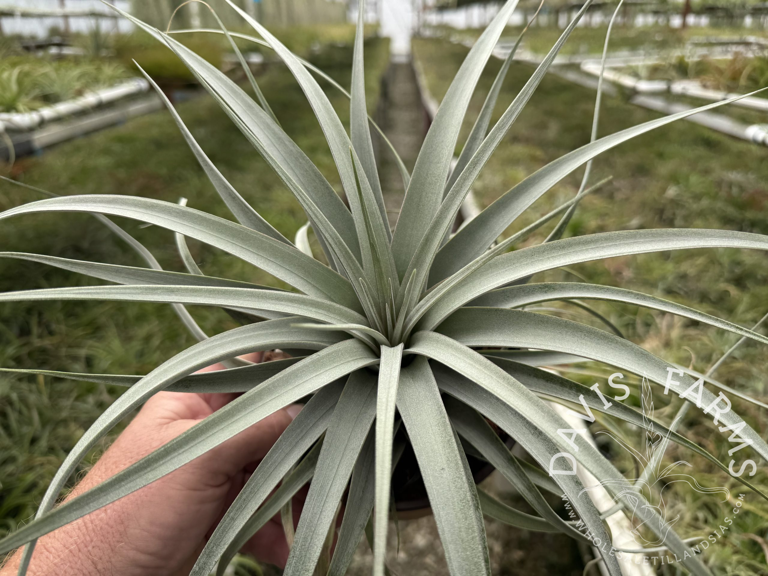 Tillandsia Silver King (zacapanensis x jalisco-monticola)