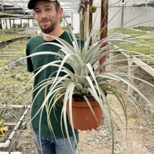 Tillandsia Silver King (zacapanensis x jalisco-monticola)