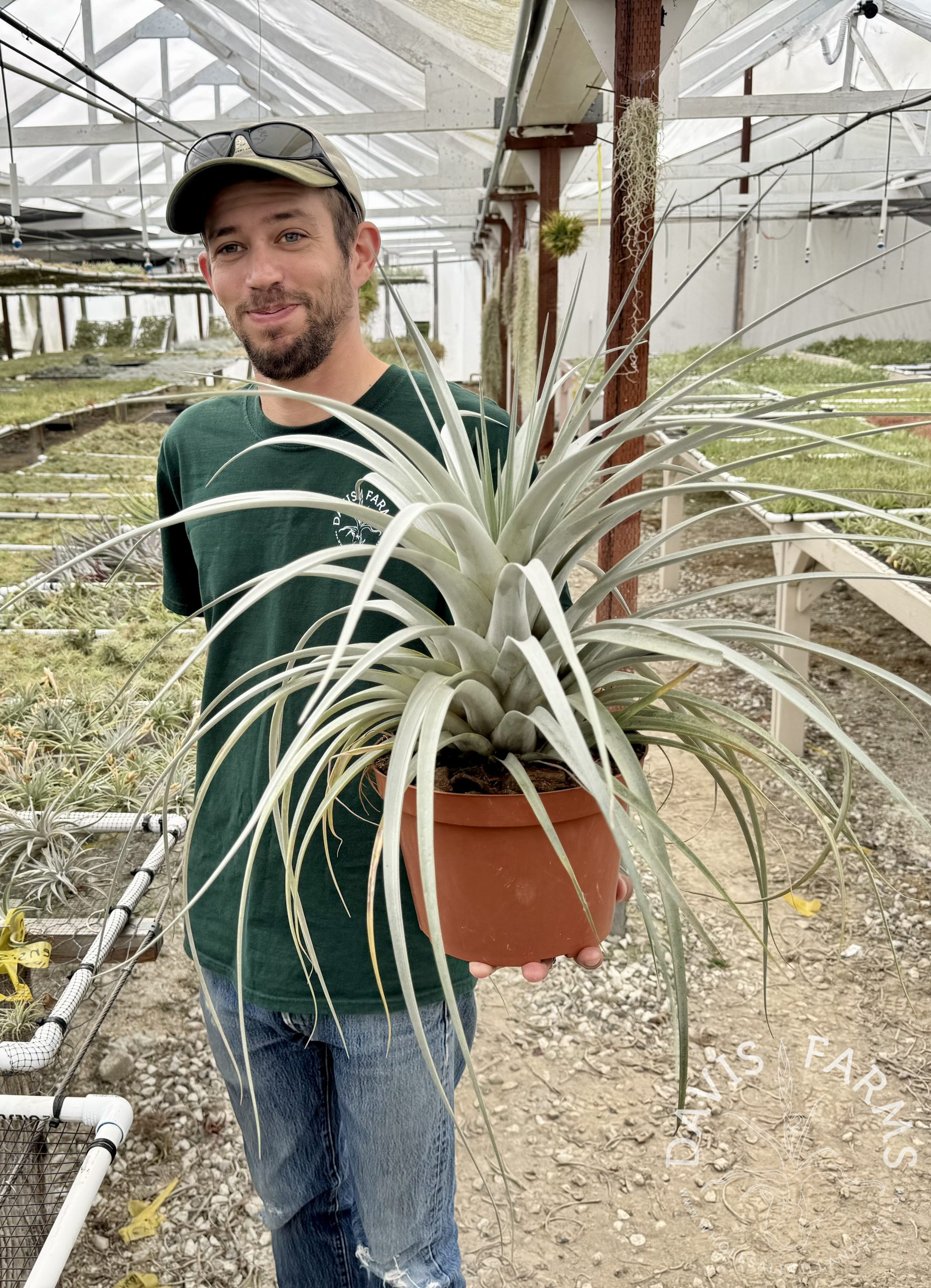 Tillandsia Silver King (zacapanensis x jalisco-monticola)