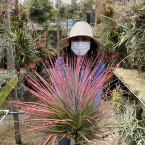 Tillandsia rodrigueziana red form x concolor
