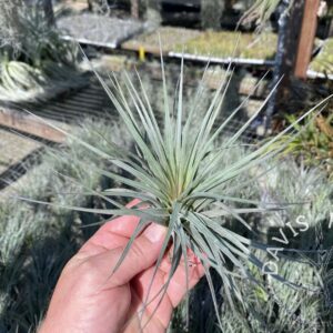 Tillandsia Houston red princess - Medium