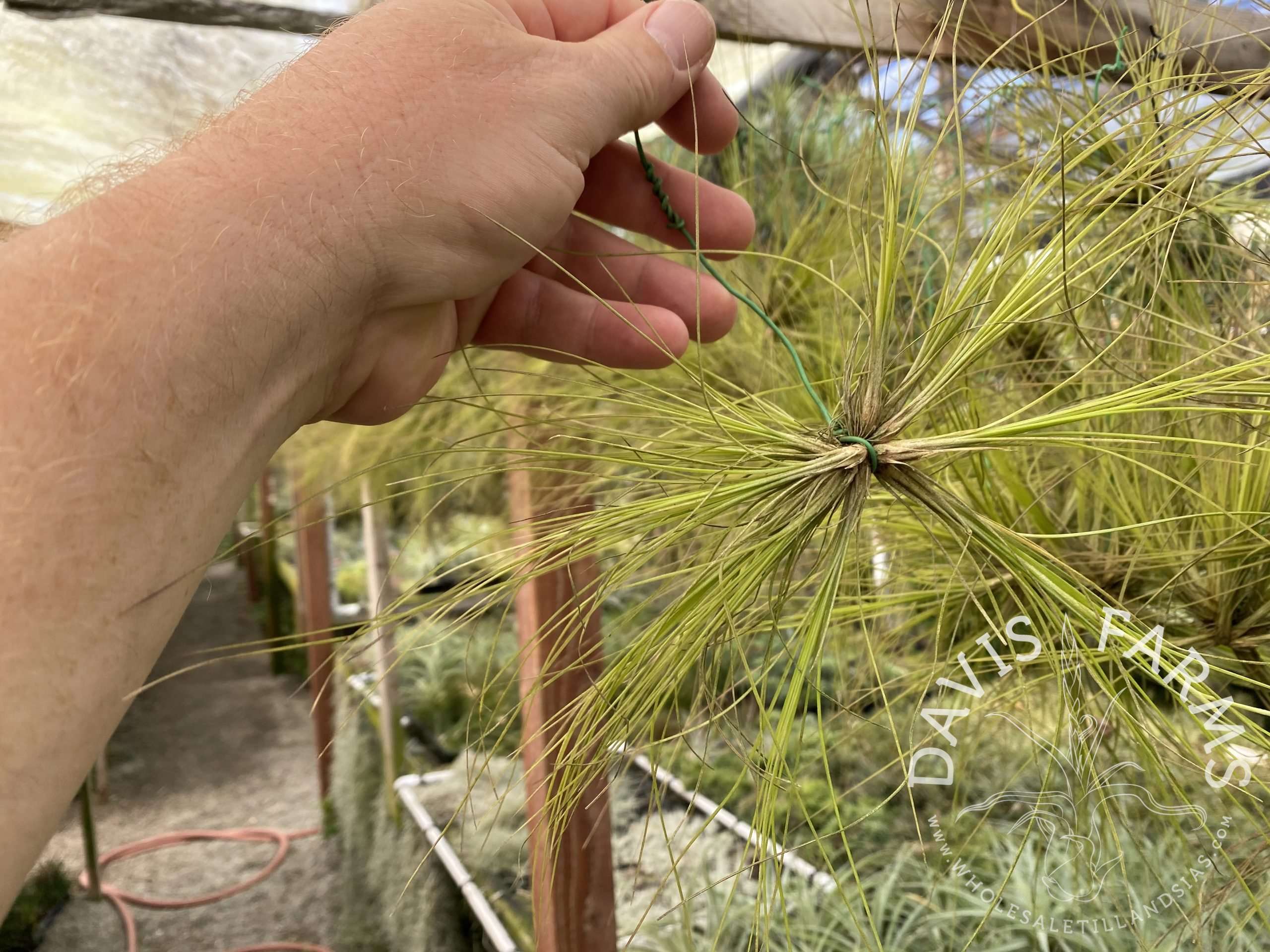 Tillandsia remota