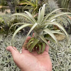 Tillandsia zacapanensis x streptophylla