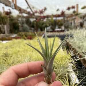 Tillandsia fasciculata