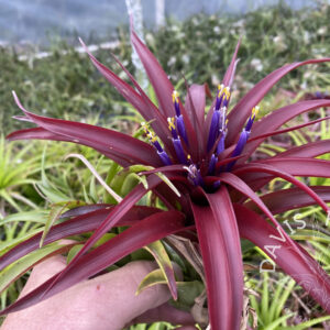 Tillandsia bradeana AKA brachycaulos burgundy select