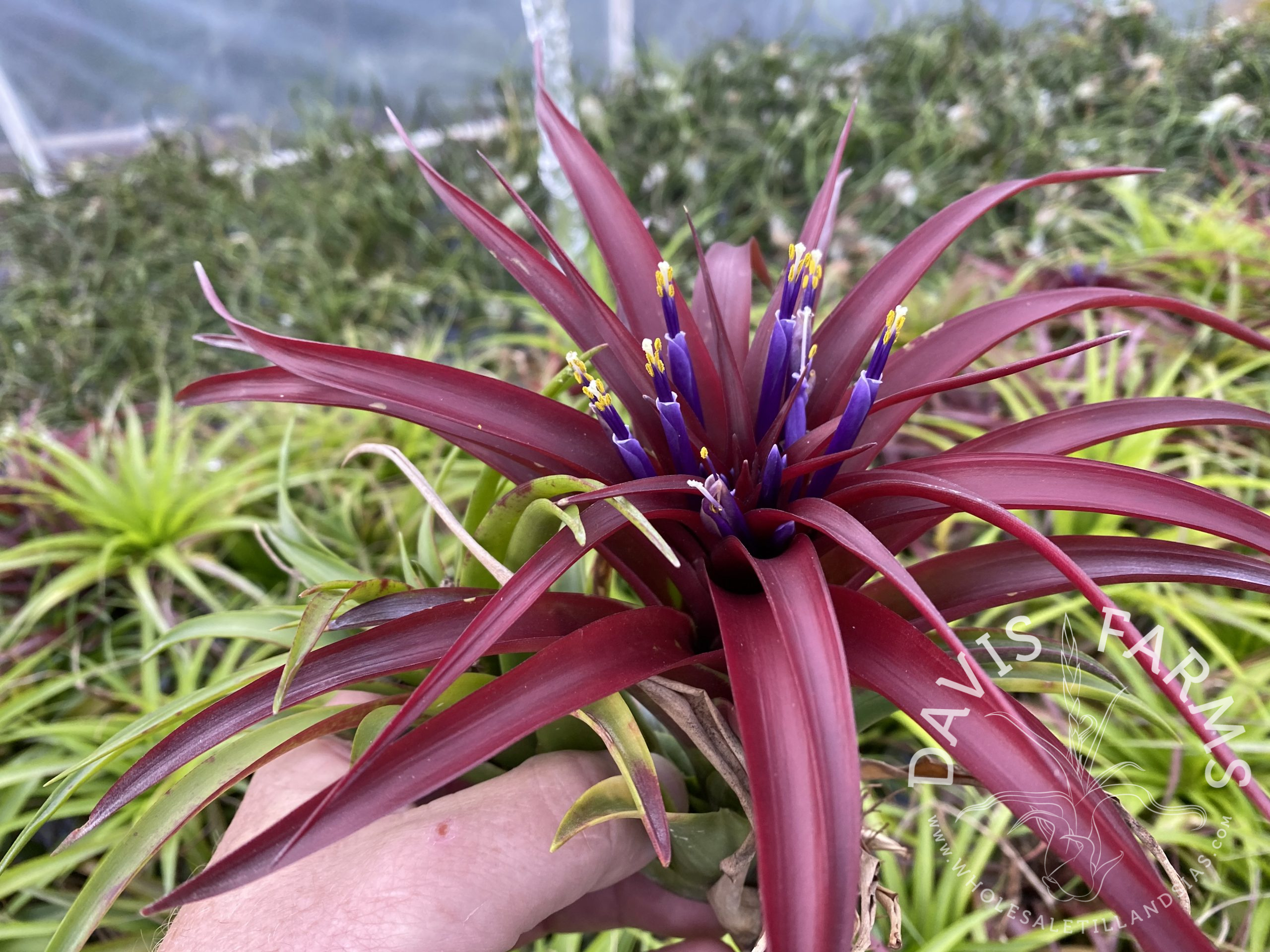 Tillandsia bradeana AKA brachycaulos burgundy select