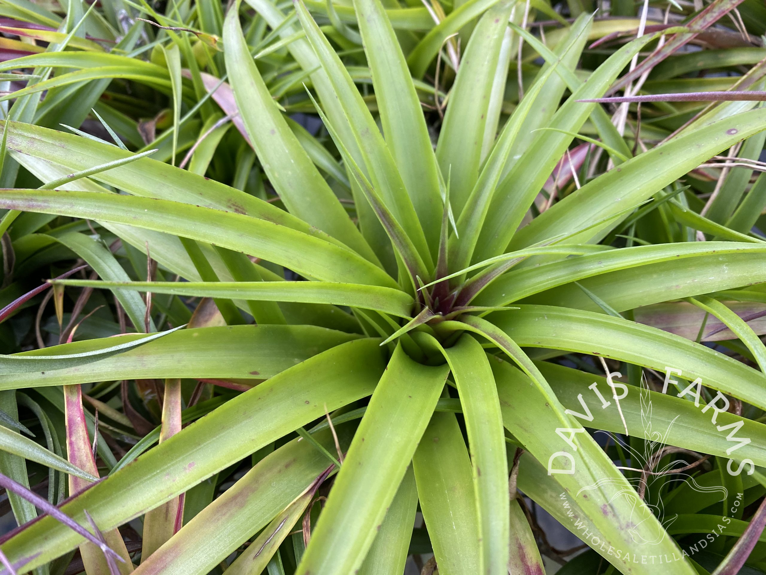 Tillandsia bradeana AKA brachycaulos burgundy select