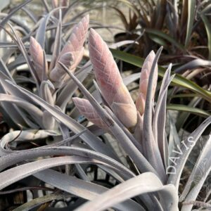 Tillandsia chiapensis giant form multi bract