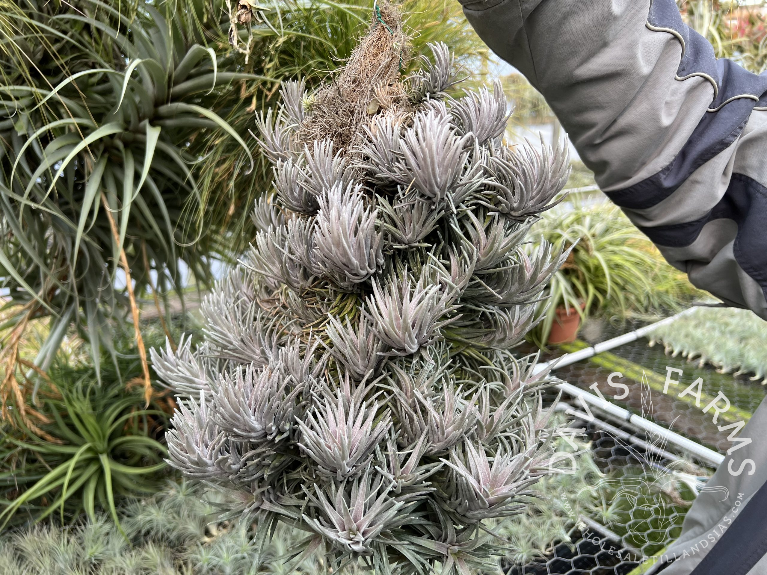 Tillandsia neglecta Purple Form