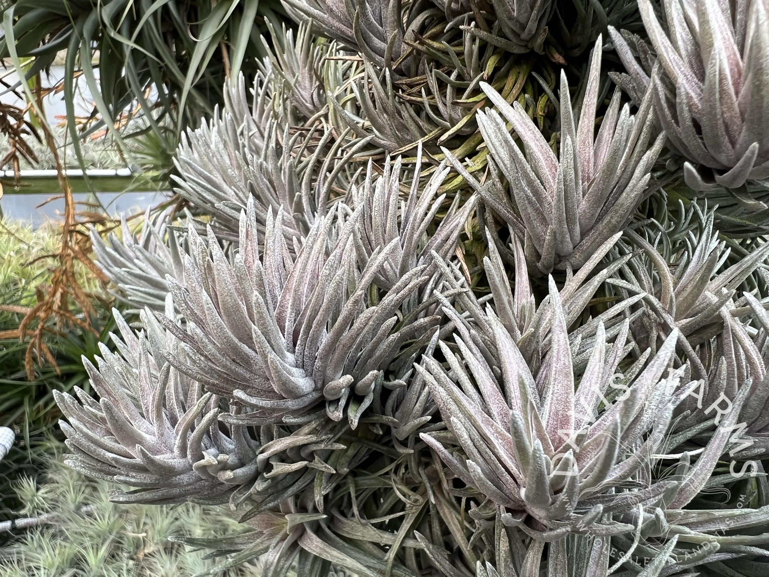 Tillandsia neglecta Purple Form