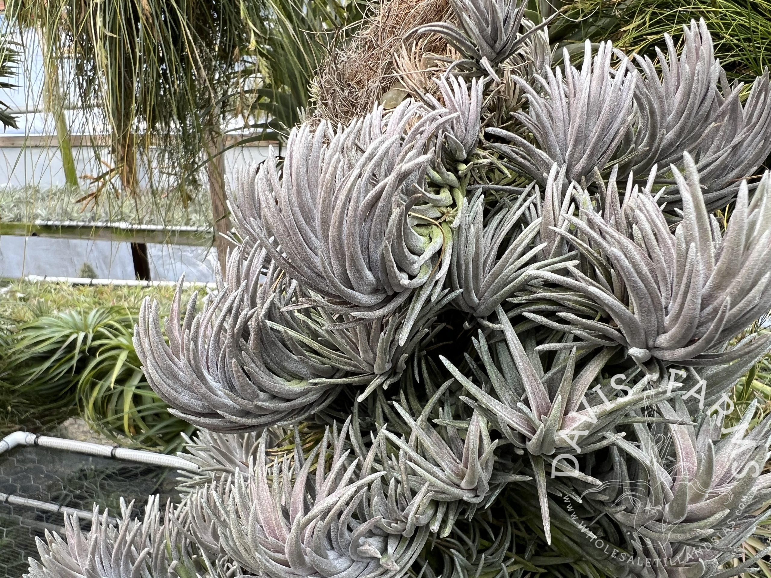 Tillandsia neglecta Purple Form