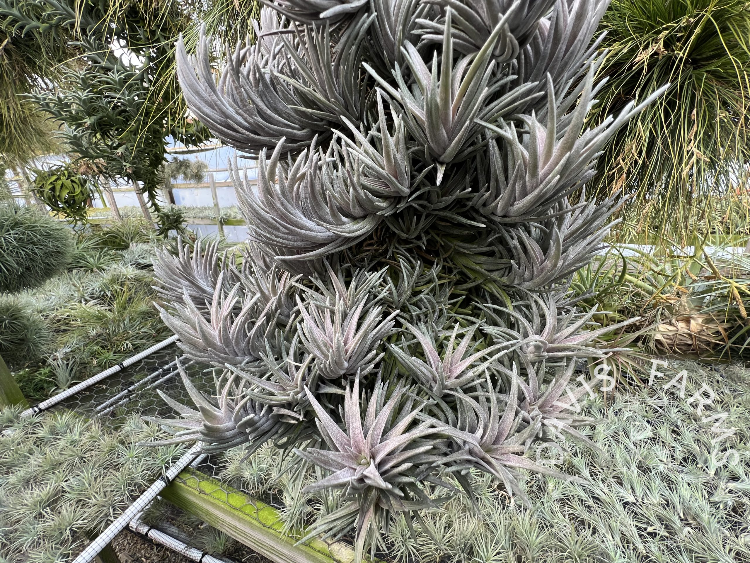 Tillandsia neglecta Purple Form