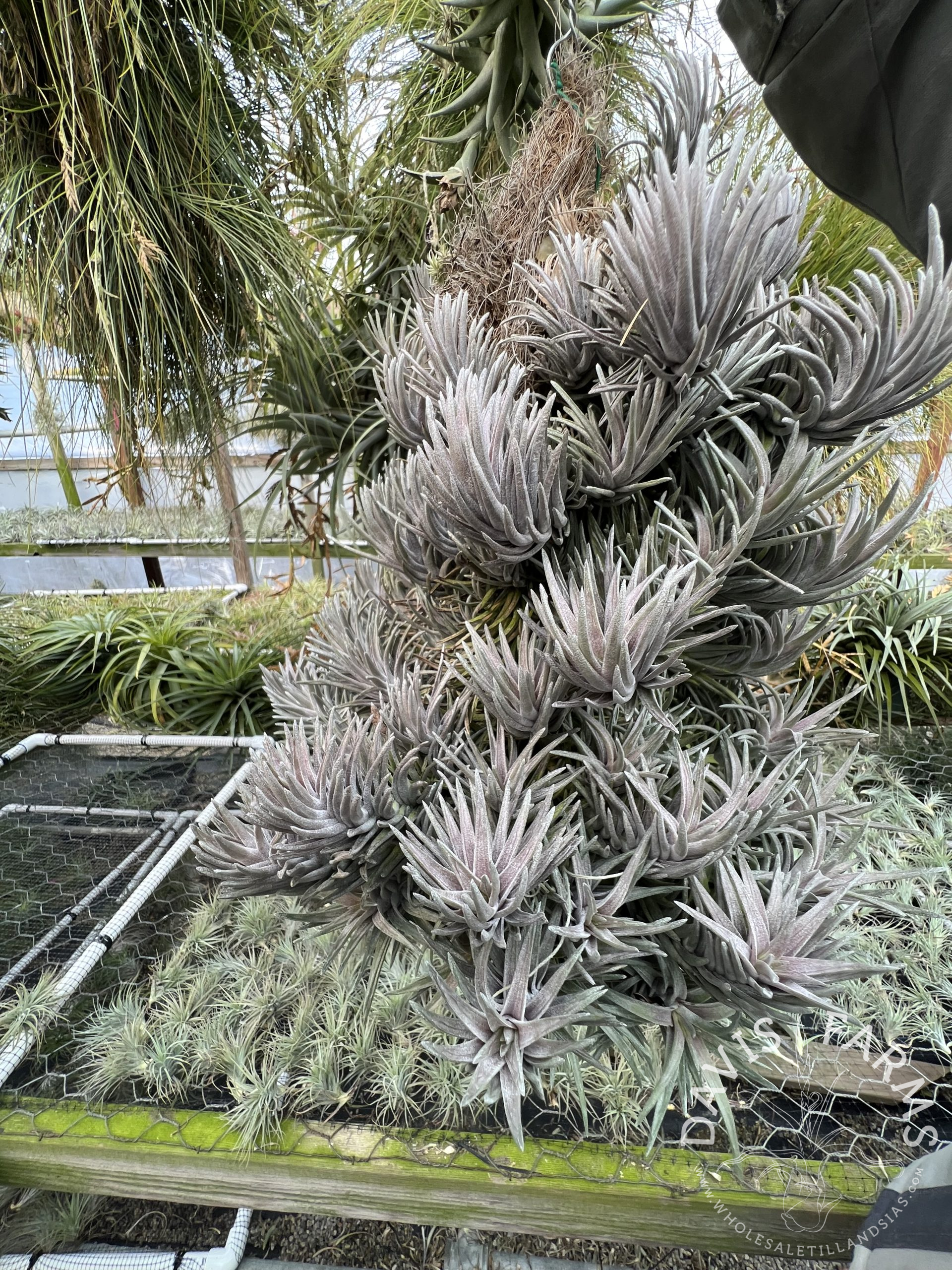 Tillandsia neglecta Purple Form