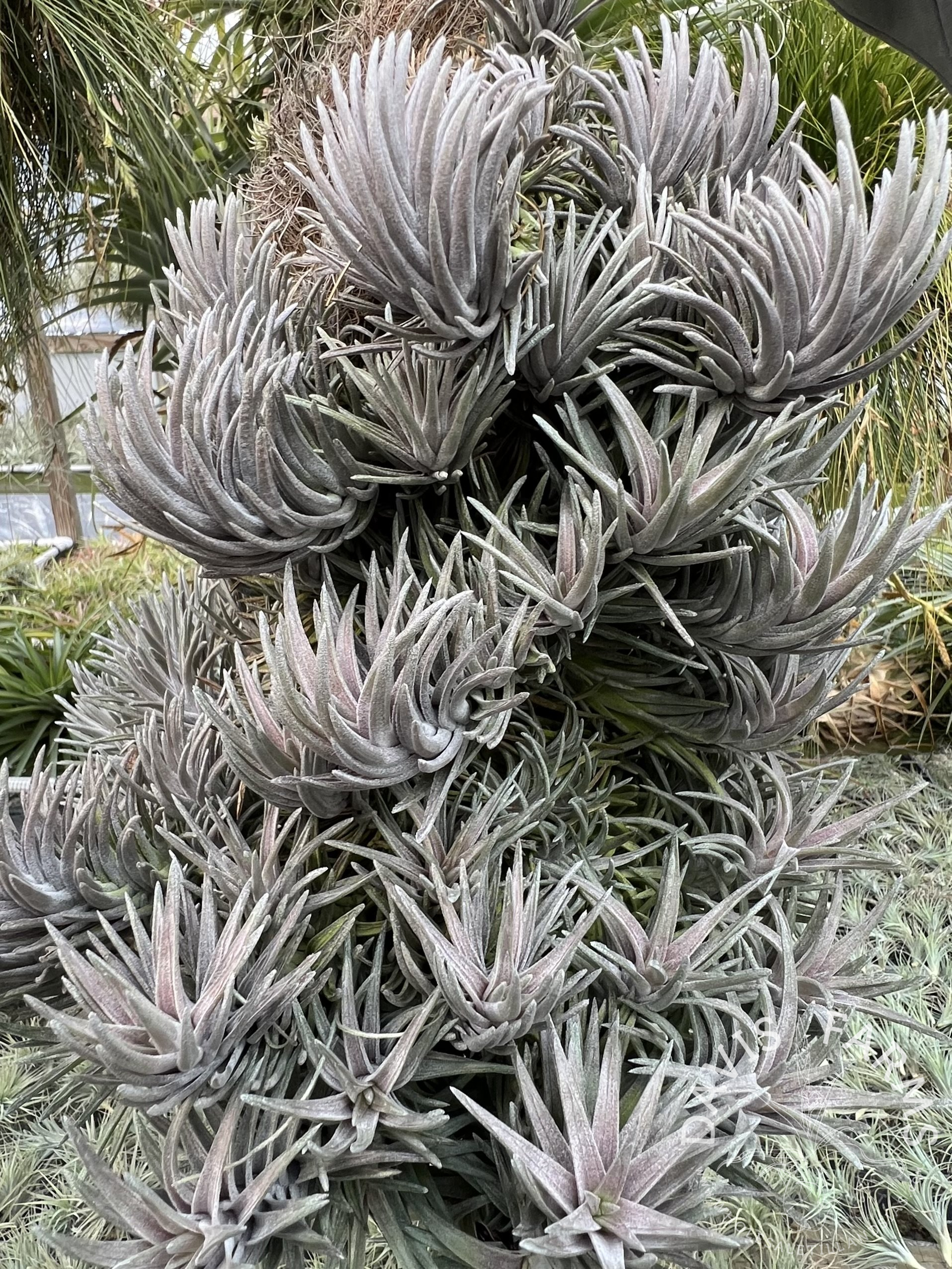 Tillandsia neglecta Purple Form