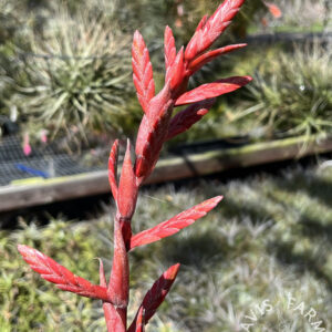 Tillandsia latifolia var. divaricata