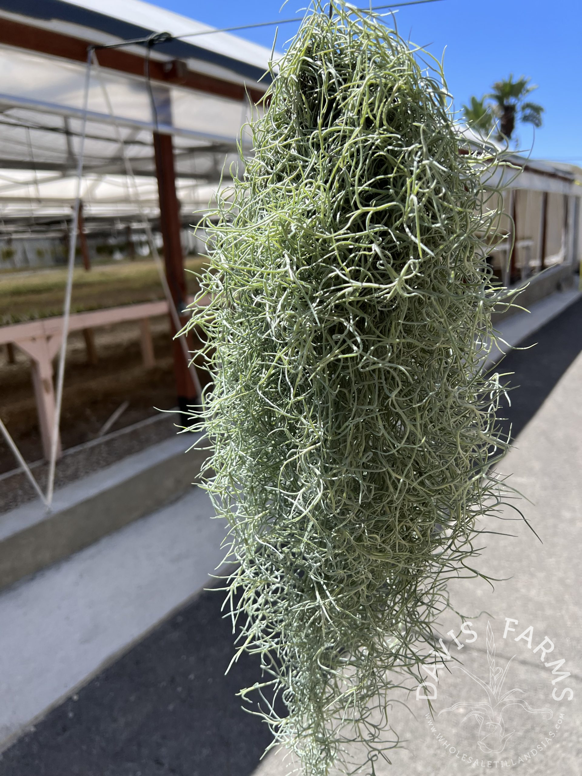 Tillandsia usneoides, Peruvian Form Spanish Moss clump SALE