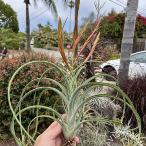 Tillandsia flabellata x caput-medusae