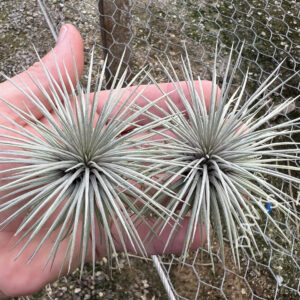Tillandsia fuchsii v. Alemana (AKA argentea)