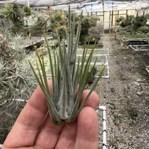 Tillandsia disticha var. chilete