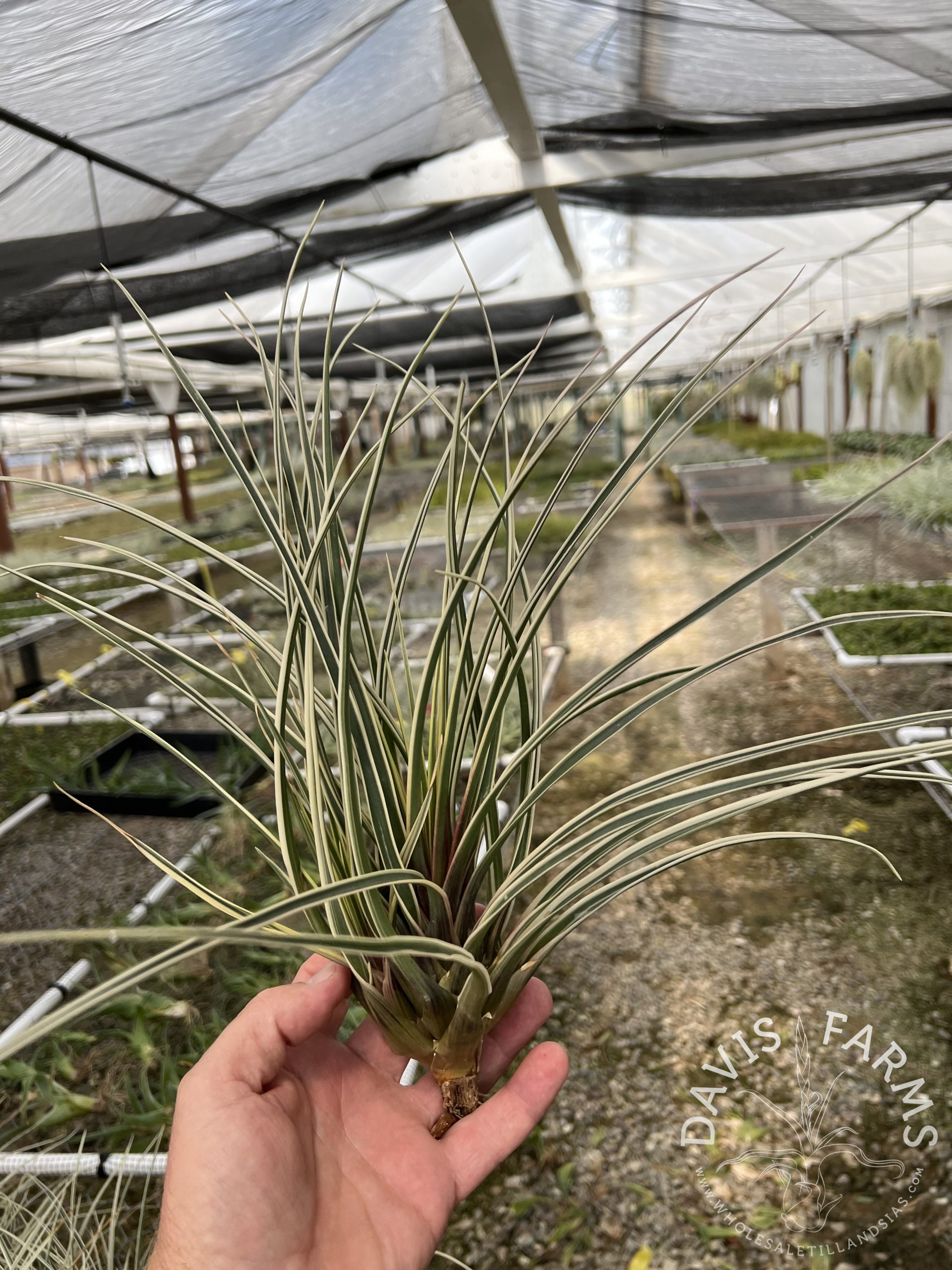 Tillandsia cyanea variegata