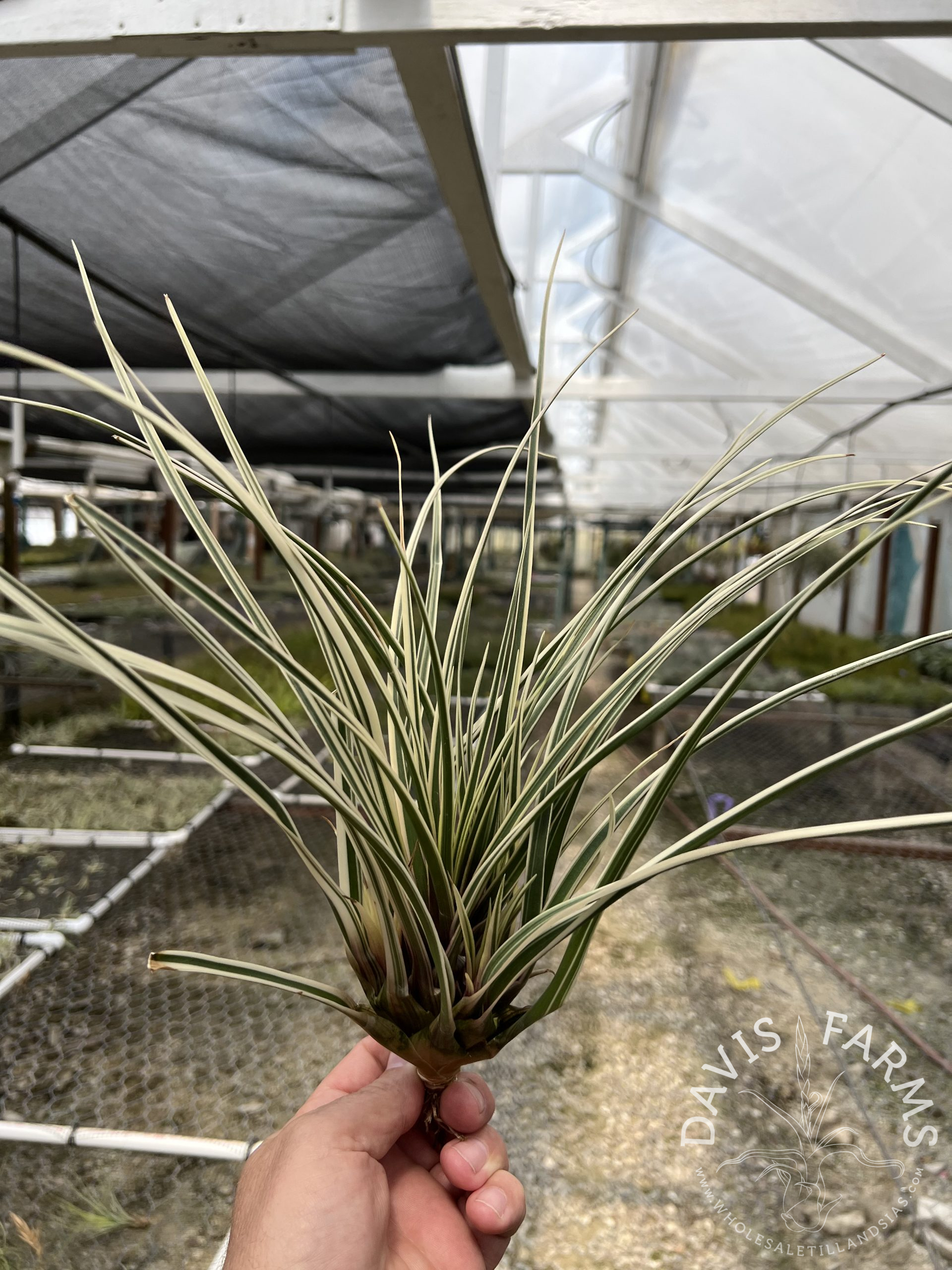 Tillandsia cyanea variegata