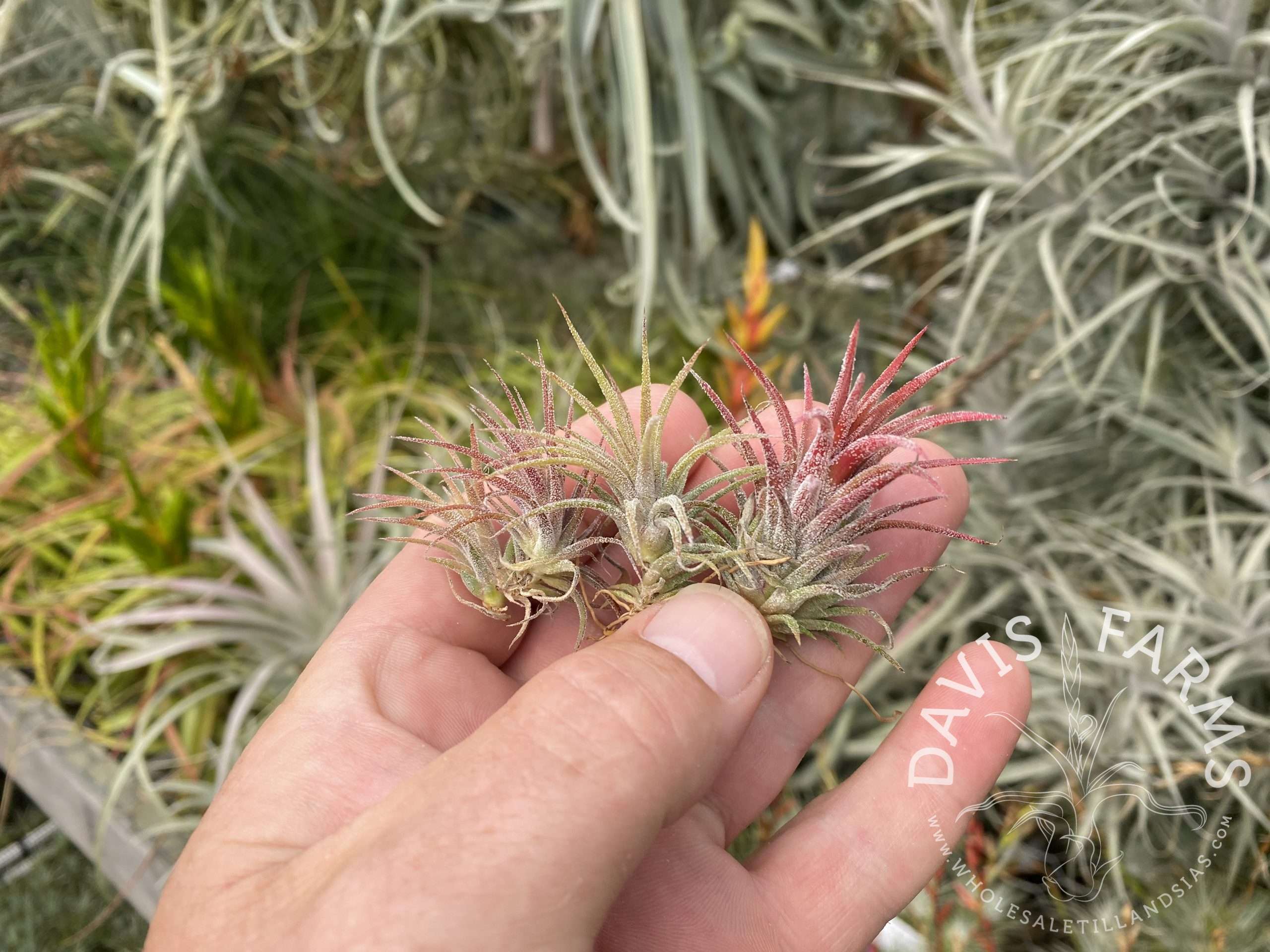 Tillandsia ionantha Mexico
