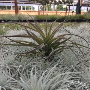 Tillandsia latifolia Peach