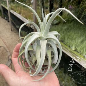 Tillandsia Lucille (T. ehlersiana X T. streptophylla)